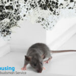 Rat on floor beneath wall with black mould, highlighting poor housing conditions.
