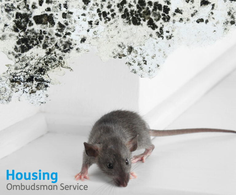 Rat on floor beneath wall with black mould, highlighting poor housing conditions.