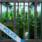Cannabis plants seized behind police barrier in rental property