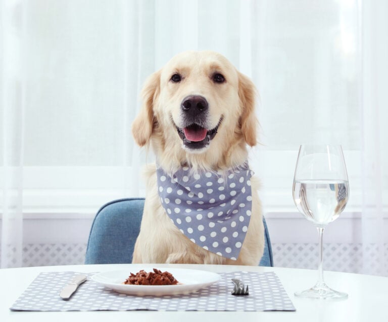 A dog sitting at a table with a napkin on waiting for his dinner with a glass of water