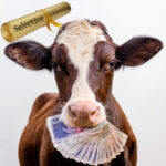 Cow holding cash symbolising councils profiting from selective licensing schemes