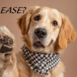 Dog with a paw up saying please?