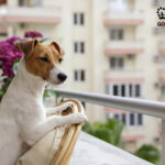 Dog on chair looking out on a blacony with leasehold flats in background