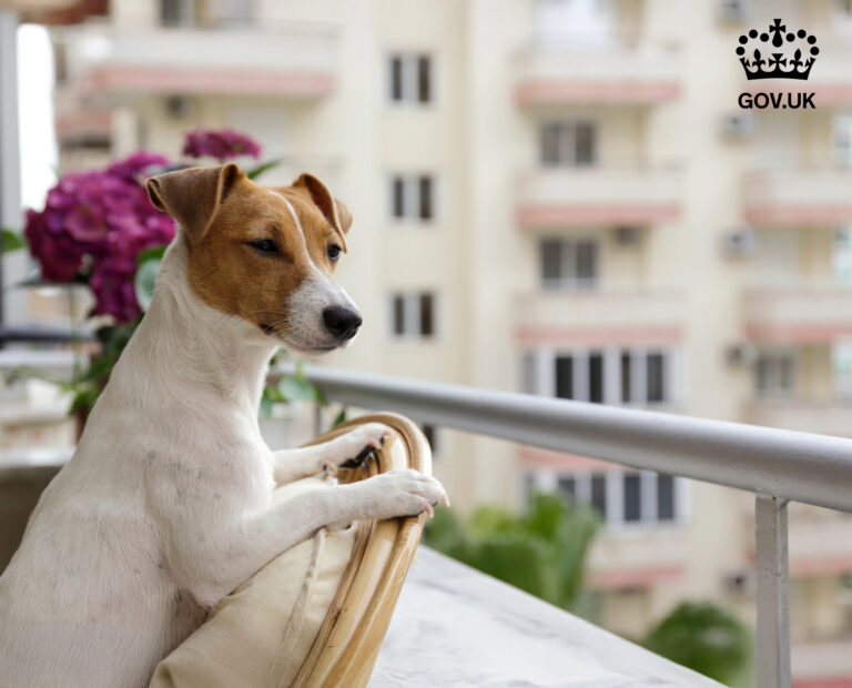 Dog on chair looking out on a blacony with leasehold flats in background