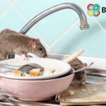 Rats on dirty kitchen dishes highlighting poor housing hygiene in Brent Council home