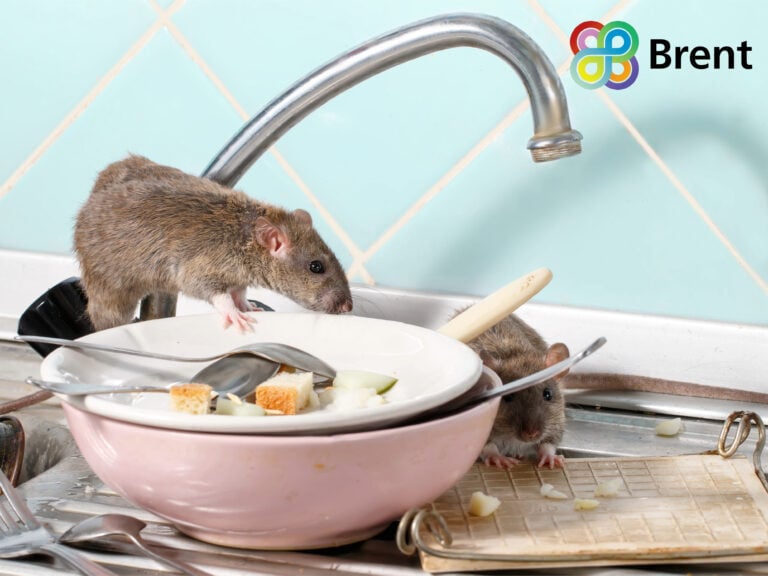 Rats on dirty kitchen dishes highlighting poor housing hygiene in Brent Council home