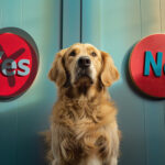 Golden retriever sitting between yes and no signs about pet ownership decisions.