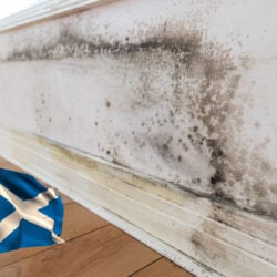 Scottish social housing landlords urged to tackle damp and mould