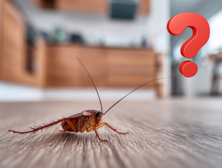 Cockroach on kitchen floor symbolizing pest problem in rental property