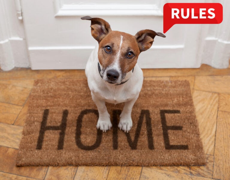 Dog sitting on a welcome mat with "HOME" written, symbolizing pet rental rights debate.