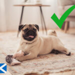 Pug relaxing on a rug with a toy, symbolizing pet-friendly rental homes in Scotland