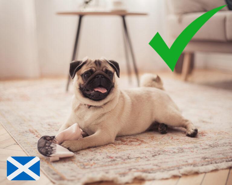 Pug relaxing on a rug with a toy, symbolizing pet-friendly rental homes in Scotland