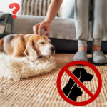 Dog resting on floor with symbols questioning and prohibiting pets in rental property