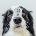 Dog with a small house balanced on its nose, symbolising pets in rented homes amid changing rental laws.