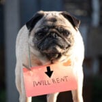 Pug wearing a sign reading “I will rent” illustrating challenges in finding pet-friendly rental housing