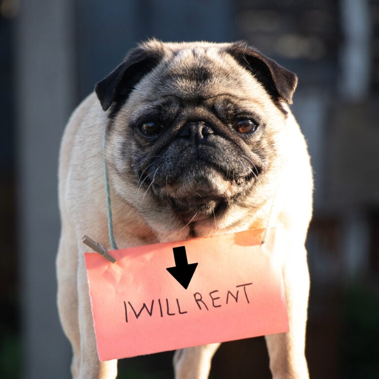 Pug wearing a sign reading “I will rent” illustrating challenges in finding pet-friendly rental housing