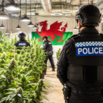 Police officers inspect a suspected cannabis farm in a rented property in Wales during an organised crime crackdown.